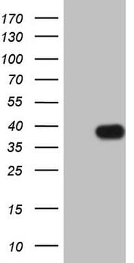 IGFBP1 Antibody (aa26-259, clone OTI6C7)