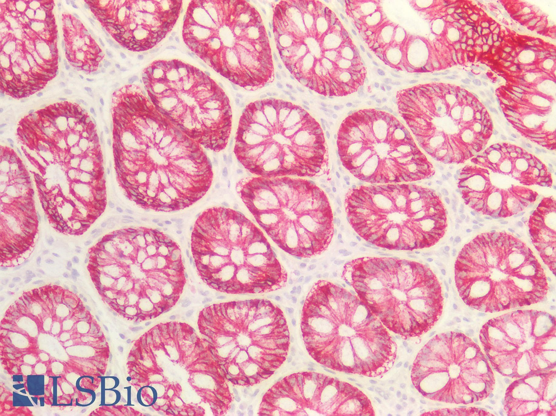 PathPlus™ CLDN4 / Claudin 4 Antibody (130-210 aa, C-terminal)