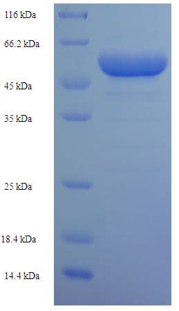 Human ARTS Protein (Recombinant His-SUMO)