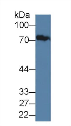 JPH1 Antibody (aa1-201, APC)