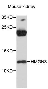 HMGN3 Antibody