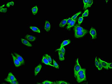 Polyclonal Rabbit anti-Human PDZRN3 Antibody (IHC, IF, WB)