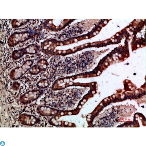 GREM2 / Gremlin 2 Antibody