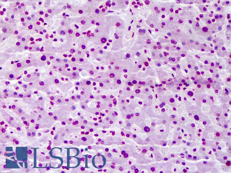 IHC-plus™ FBXW7 / FBW7 Antibody (clone 3D1)