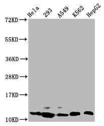 HIST1H4I Antibody