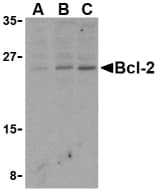 IHC-plus™ BCL2 / Bcl-2 Antibody