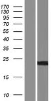 NCS1 / Neuronal Calcium Sensor Protein (Over-Expression Lysate Myc-DDK (Flag))