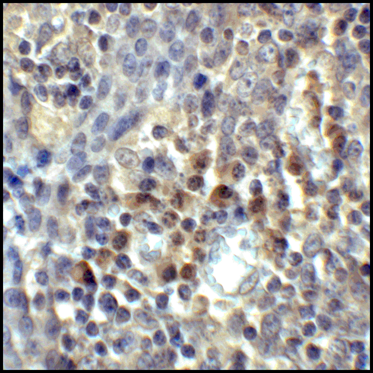 Monoclonal Mouse anti-Human CD80 Antibody (clone 11C12, IHC, IF, WB)