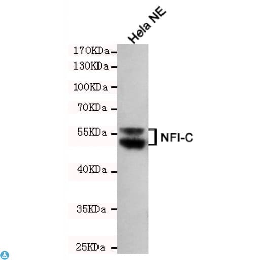 NFI / NFIC Antibody