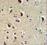 KLF11 Antibody (aa7-36)