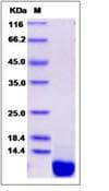 Mouse SDF1 / CXCL12 Protein (Recombinant)
