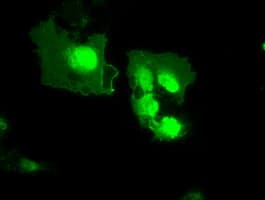 MX1 / MX Antibody (clone OTI2G12)