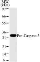 CASP3 / Caspase 3 Antibody (clone 31A893)