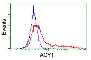 ACY1 / Aminoacylase 1 Antibody (clone OTI1H9, Carrier-free)