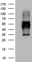 MSR1 / CD204 Antibody (aa197-451, clone OTI2B5)