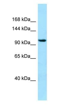 SYNPO2 / Synaptopodin 2 Antibody (aa697-746)