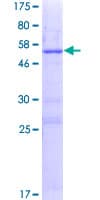 Human LRRC18 Protein (Recombinant GST)