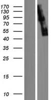 STRN4 Protein (Over-Expression Lysate Myc-DDK (Flag))