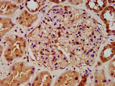 HYPE / FICD Antibody