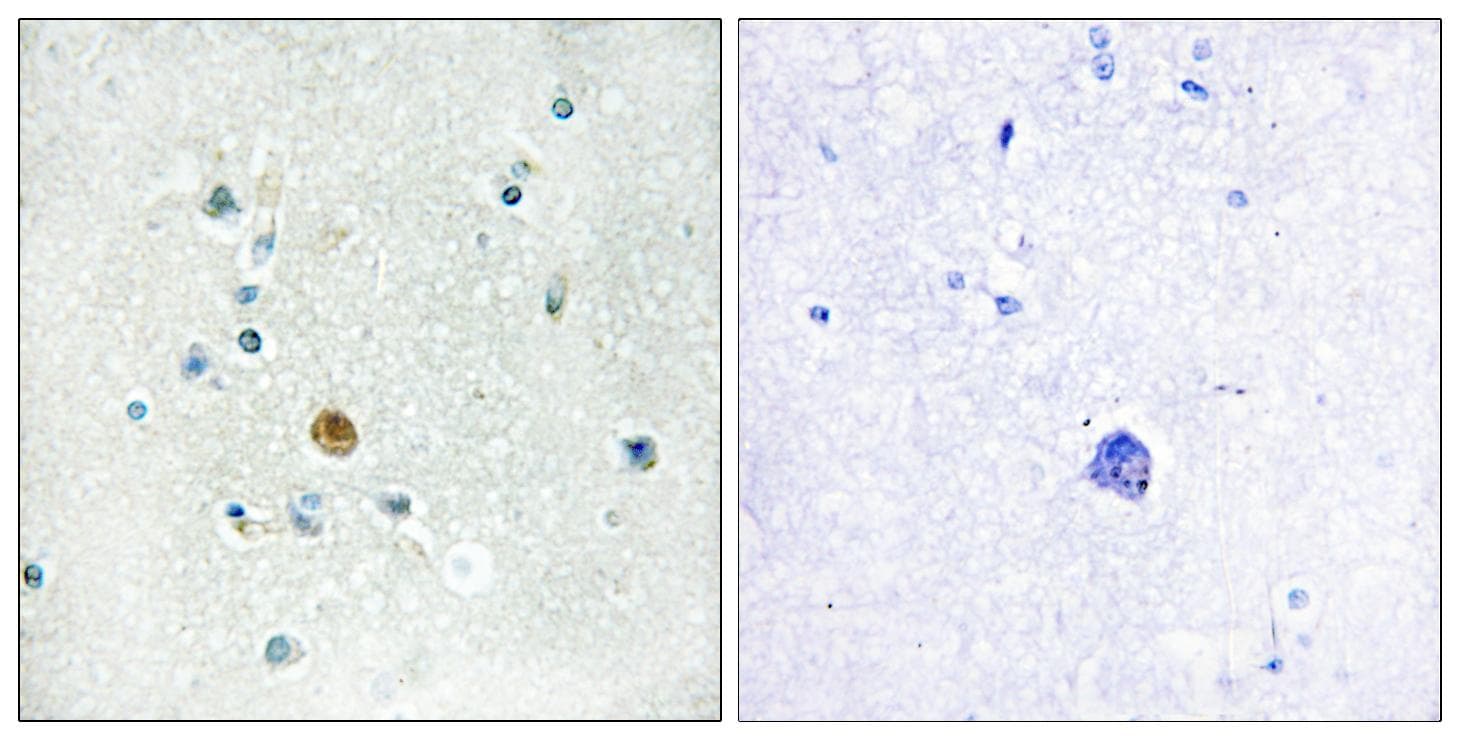 IRF3 Antibody (p396)