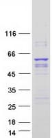 Human PIK3R3 / p85 Gamma Protein (Recombinant Myc-DDK (Flag))