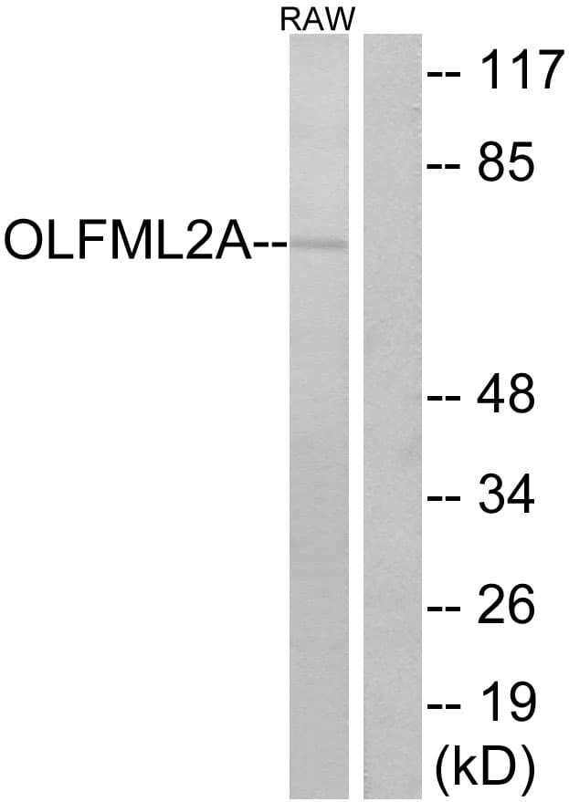 Polyclonal Rabbit anti-Human OLFML2A Antibody (aa311-360, IF, WB)