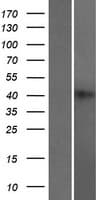 Human RBMXL2 Protein (Over-Expression Lysate Myc-DDK (Flag))