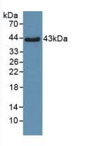 SFTPD / Surfactant Protein D Antibody (aa21-375, PE)