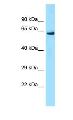 LRRC40 Antibody (aa513-562)