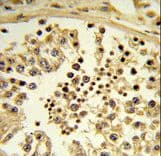 IPO11 / Importin 11 Antibody (aa56-85)