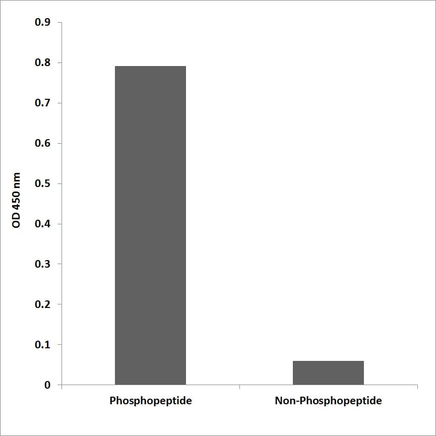 TJP2 / ZO2 / ZO-2 Antibody (phospho-Tyr1118)