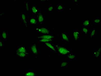 HIST1H3A Antibody