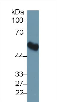 FKBP5 / FKBP51 Antibody (aa2-456, Cy3)
