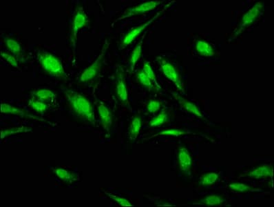 HDAC1 Antibody