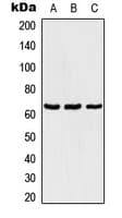 TBX18 Antibody (Internal)