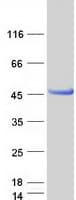 Human HENMT1 Protein (Recombinant Myc-DDK (Flag))