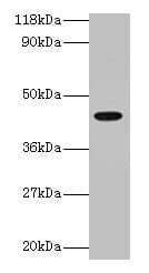 Polyclonal Rabbit anti-Human NF45 / ILF2 Antibody (IHC, WB)