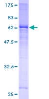Human TRDMT1 / DNMT2 Protein (Recombinant GST)