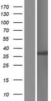 HOXC13 Protein (Over-Expression Lysate Myc-DDK (Flag))