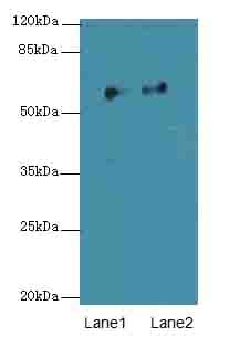 OMA1 Antibody
