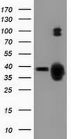 GAS7 Antibody (clone OTI4E6)
