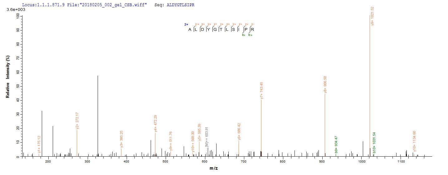 Akkermansia muciniphila RuvC Protein (Recombinant 10His, N-terminus + Myc, C-terminus)