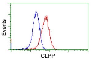 CLPP Antibody (clone OTI1D8)