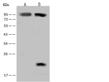 Polyclonal Rabbit anti-Human FAM160B2 / RAI16 Antibody (WB)