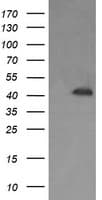 PARVA Antibody (clone OTI2C3)