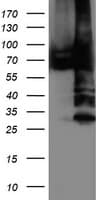 PDIA4 / ERP72 Antibody (clone OTI6F10, Carrier-free)