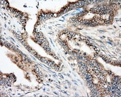 NIT2 Antibody (clone OTI2B9, Carrier-free)