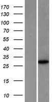 NANOS1 / NOS1 Protein (Over-Expression Lysate Myc-DDK (Flag))