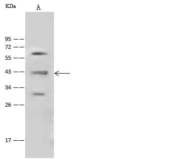 HOMER1 / Homer 1 Antibody