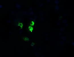 OTUB1 / OTU1 Antibody (clone OTI5F6, Carrier-free)
